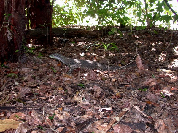 Goanna